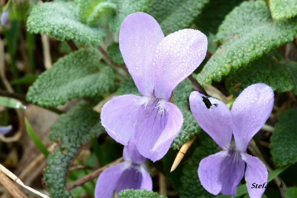 Viola sp.